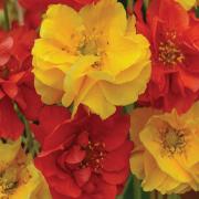 Geum Sunbeam Warm Golden Perennial Flower Seeds