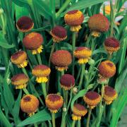 Helenium Autumn Lollipop Bright Yellow Perennial Bloom Seeds