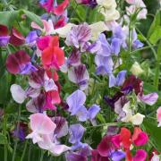 Sweet Peas Top To Bottom Full Vine Bloom Seeds