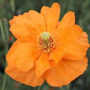 Poppy Double Tangerine Gem Bright Tangerine Double Petal Bloom Seeds