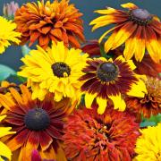 Rudbeckia Hirta All Sorts Mix Vibrant Daisy-Like Bloom Seeds