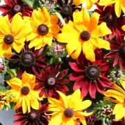 Rudbeckia Hirta Ruby Gold Rich Red-Gold Contrast Bloom Seeds