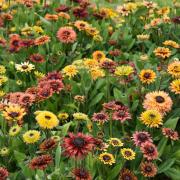 Rudbeckia Hirta Sahara Earthy Toned Rustic Bloom Seeds