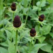 Rudbeckia Hirta Green Wizard Striking Dark Cone Bloom Seeds