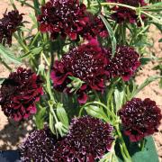 Scabiosa Burgundy Beau Rich Wine-Colored Bloom Seeds