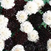 Scabiosa Night and Day Unique Red and White Bloom Seeds