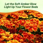 French Marigold Amber Glow Warm Tone Bloom Flower Seeds