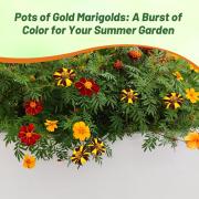 French Marigold Pots of Gold Rich Golden Bloom Flower Seeds