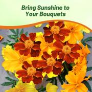 French Marigold Sunglow Bright Yellow Bloom Flower Seeds