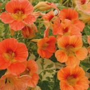 Nasturtium Alaska Apricot Unique Apricot Marbled Leaves Seeds