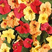 Nasturtium Hawaiian Mix Tropical Toned Vibrant Bloom Seeds