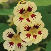 Nasturtium Orchid Cream Soft Cream and Pink Bloom Seeds