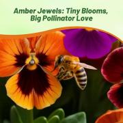 Viola Amber Jewel Mix Warm Amber & Gold Bloom Seeds