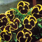 Pansy Brunig Elegant Purple Alpine Bloom Seeds