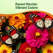 Zinnia Seeds Candy Mix Sweet Multicolor Bloom Seeds