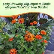 Zinnia Seeds Inca Golden Yellow Bloom Seeds