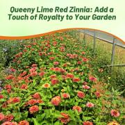 Zinnia Seeds Queeny Lime Red Unique Lime & Red Bloom Seeds