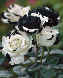 Rosa Seeds White Black Edge Rose Flower Seeds for Planting in Garden and Landscapes