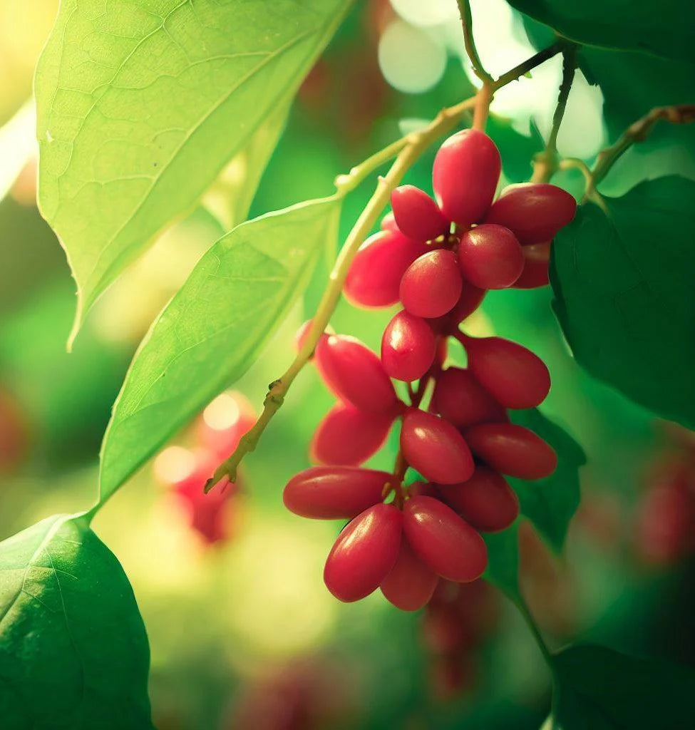Schisandra Fruit Seeds for Growing Adaptogenic and Flavorful Fruits
