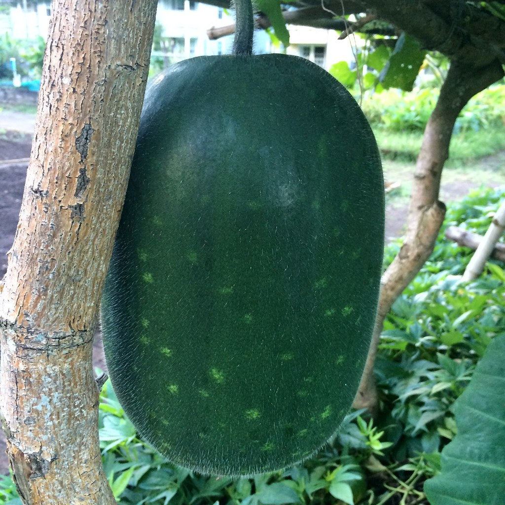 Super Big Winter Melon Seeds - High-Yield Wax gourd for a Giant Harvest