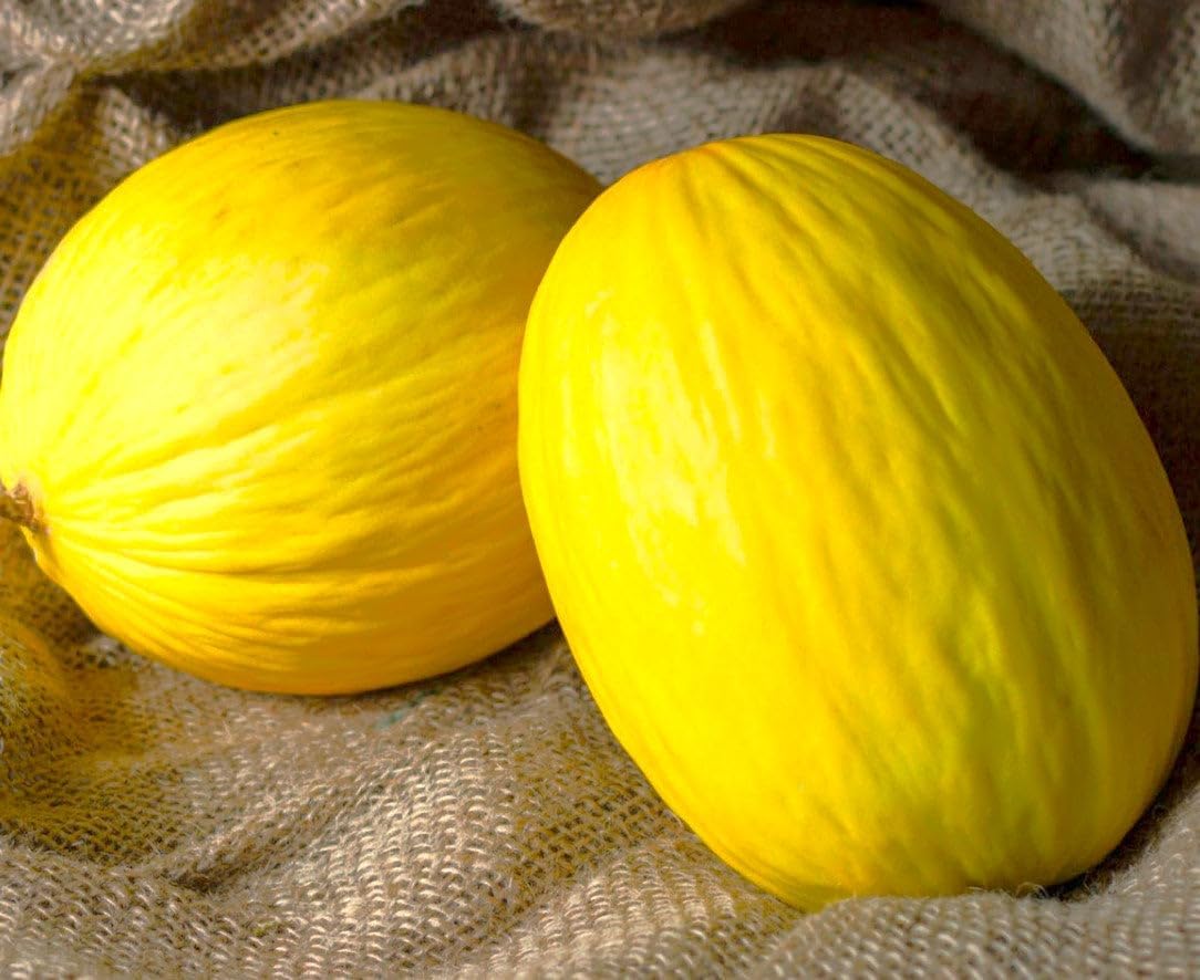 Crenshaw Melon Seeds, Grow Your Own Sweet, Juicy Melons