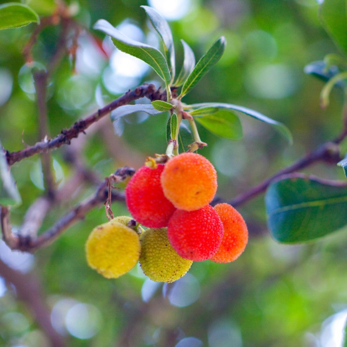 Heirloom Mixed Arbutus unedo Strawberry Fruit Seeds for Planting - Ideal for Home Garden