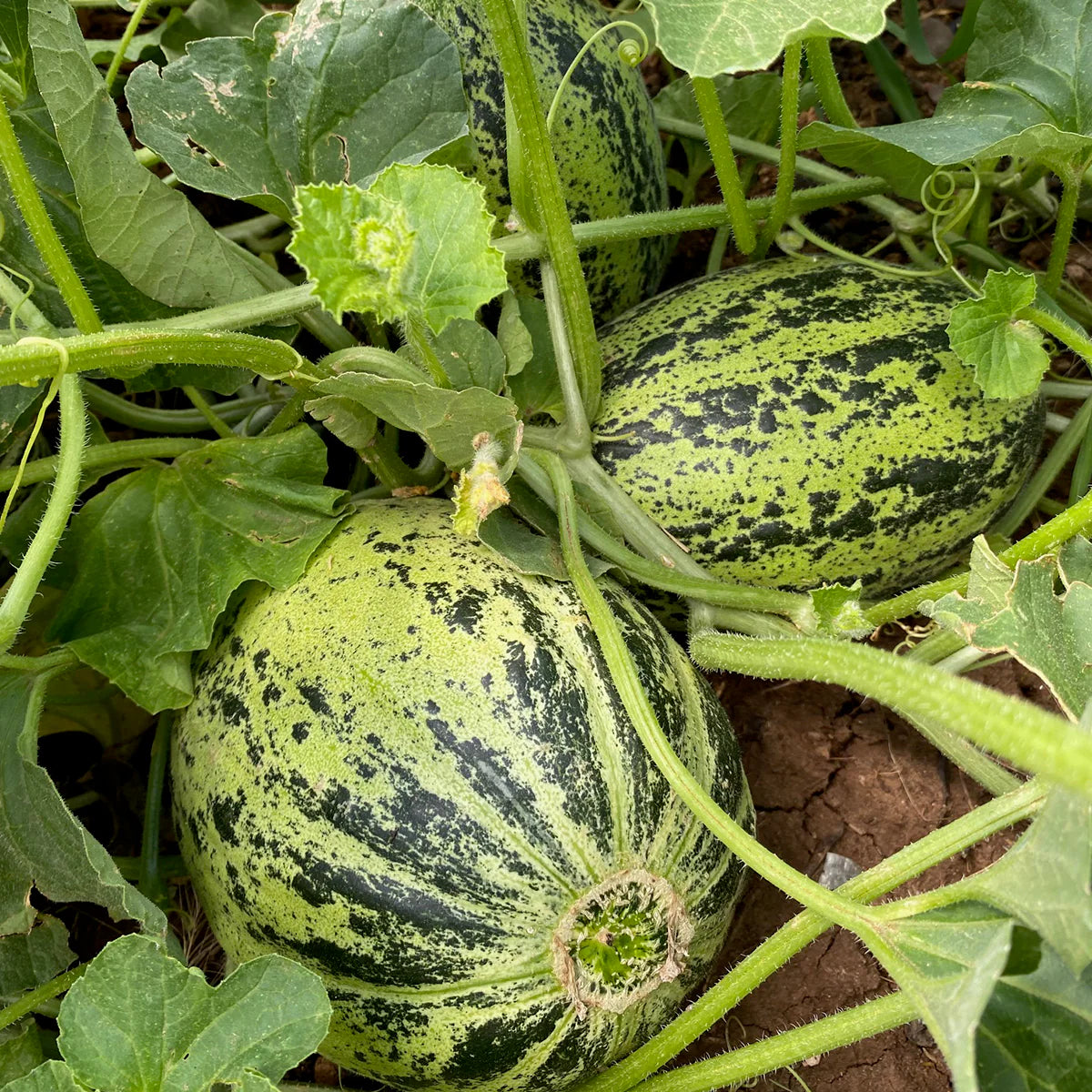 Asian Apple Melon Seeds for Planting - Exotic Sweet and Tangy Fruit, Non-GMO Seeds
