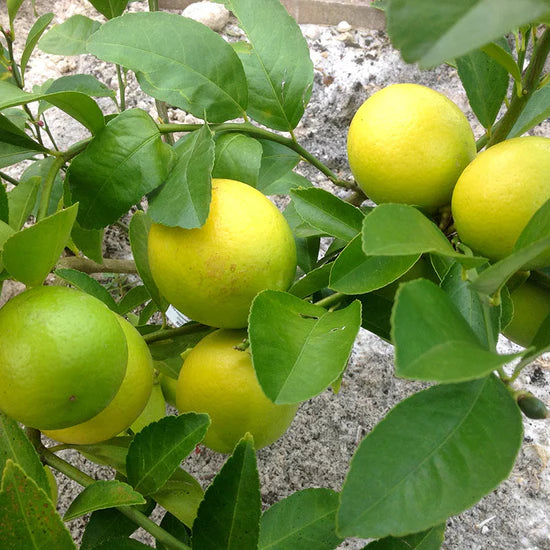 Seedless or Low-Seed Lemons Fruit Seeds for Planting - High-Quality Variety for Your Garden