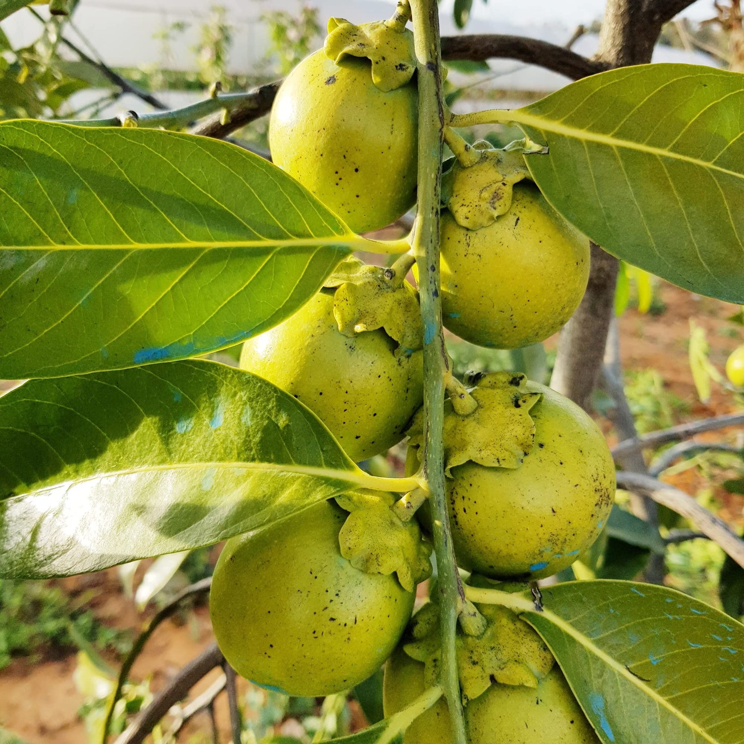 Digyna Fruit Seeds for Growing Sweet and Exotic Fruit Trees