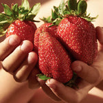freshly picked super giant strawberries in wooden basket

