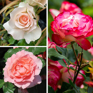 soft pink Rose of Heaven flowers with delicate, slender petals

