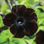 hanging basket full of cascading black petunia blooms

