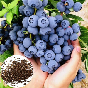 New Fresh 10pcs Black Myrtillus Fruit Seeds - Nutritious, Antioxidant-Rich Wild Blueberries