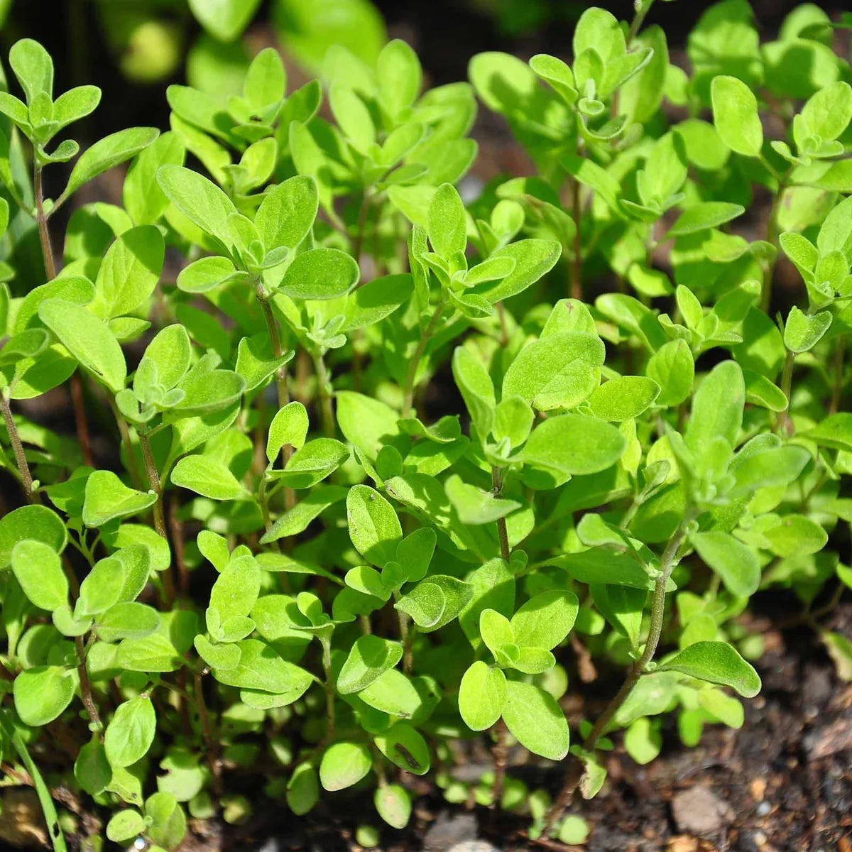 Sweet Marjoram Organic Herb Seed