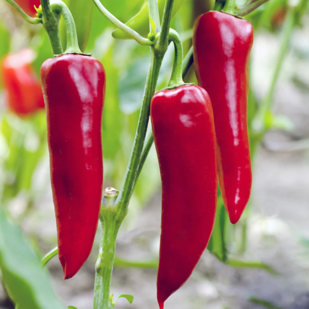 Mirasol Pepper Vegetable Seeds for Planting