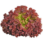  curly, ruffled Lolla Rossa lettuce leaves with red edges in garden

