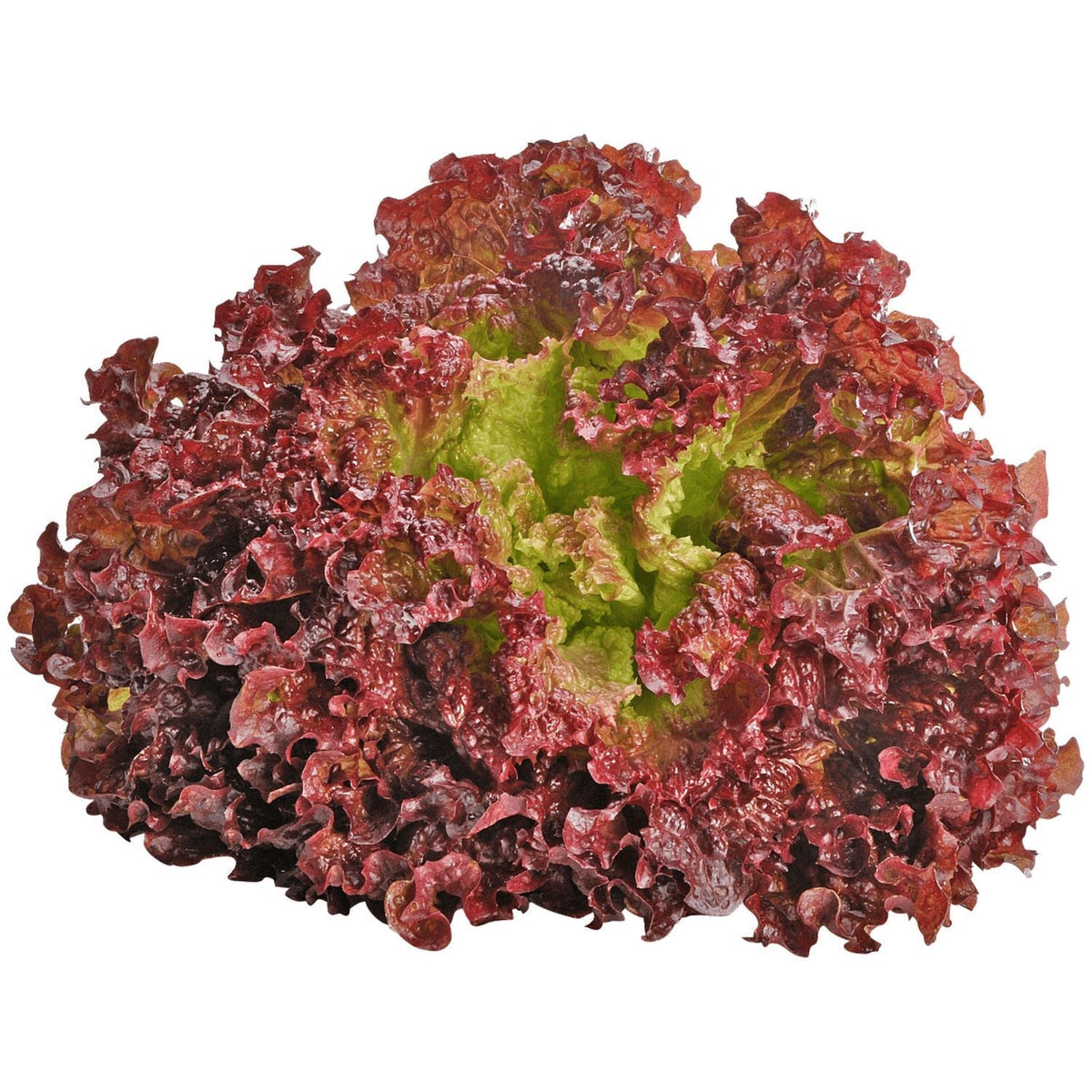  curly, ruffled Lolla Rossa lettuce leaves with red edges in garden

