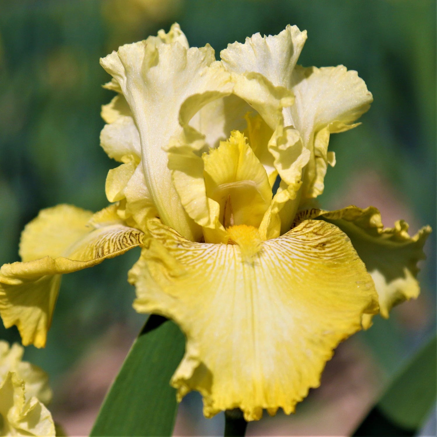 Re-Blooming Bearded Iris - Harvest of Memories