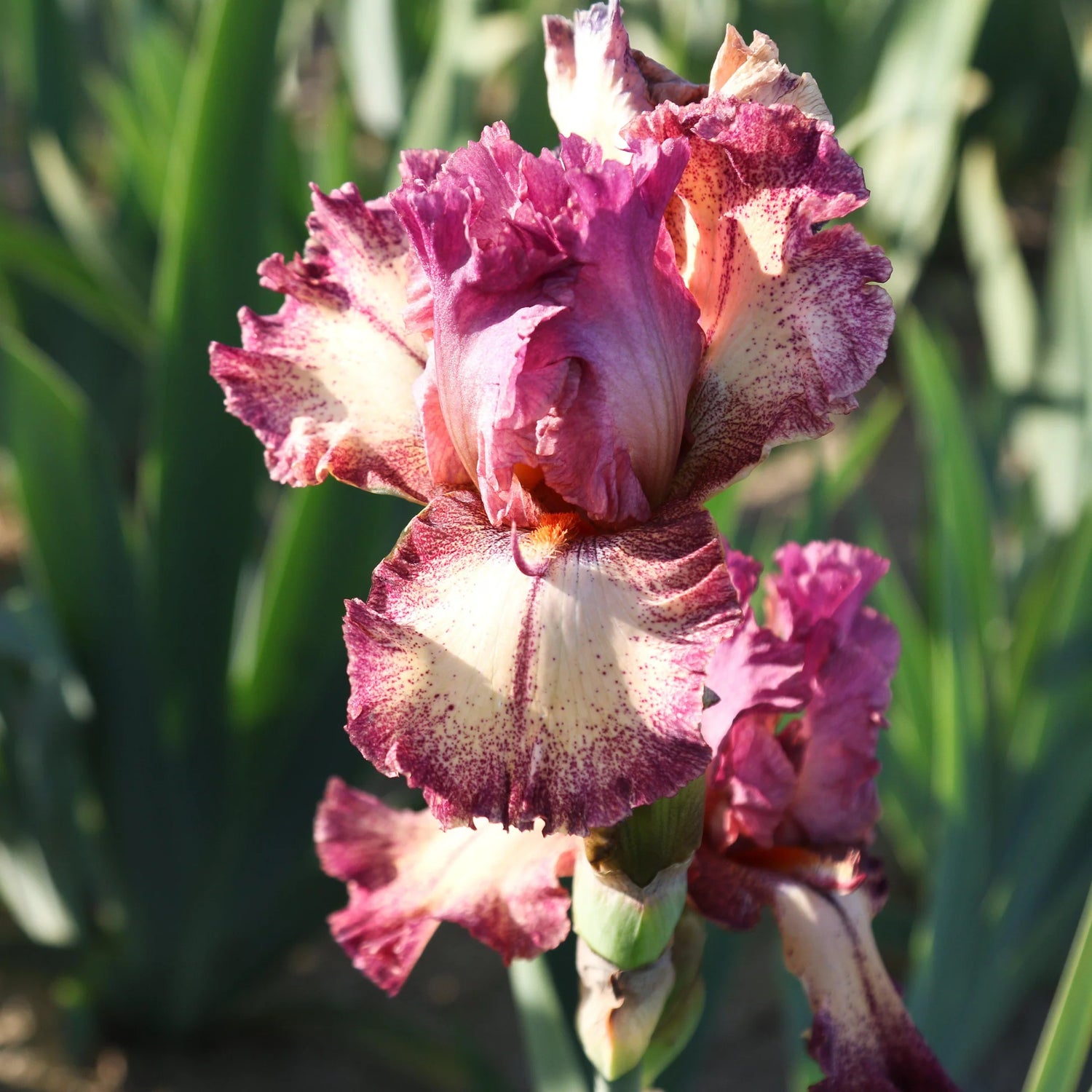 Re-Blooming Bearded Iris - Rock Star