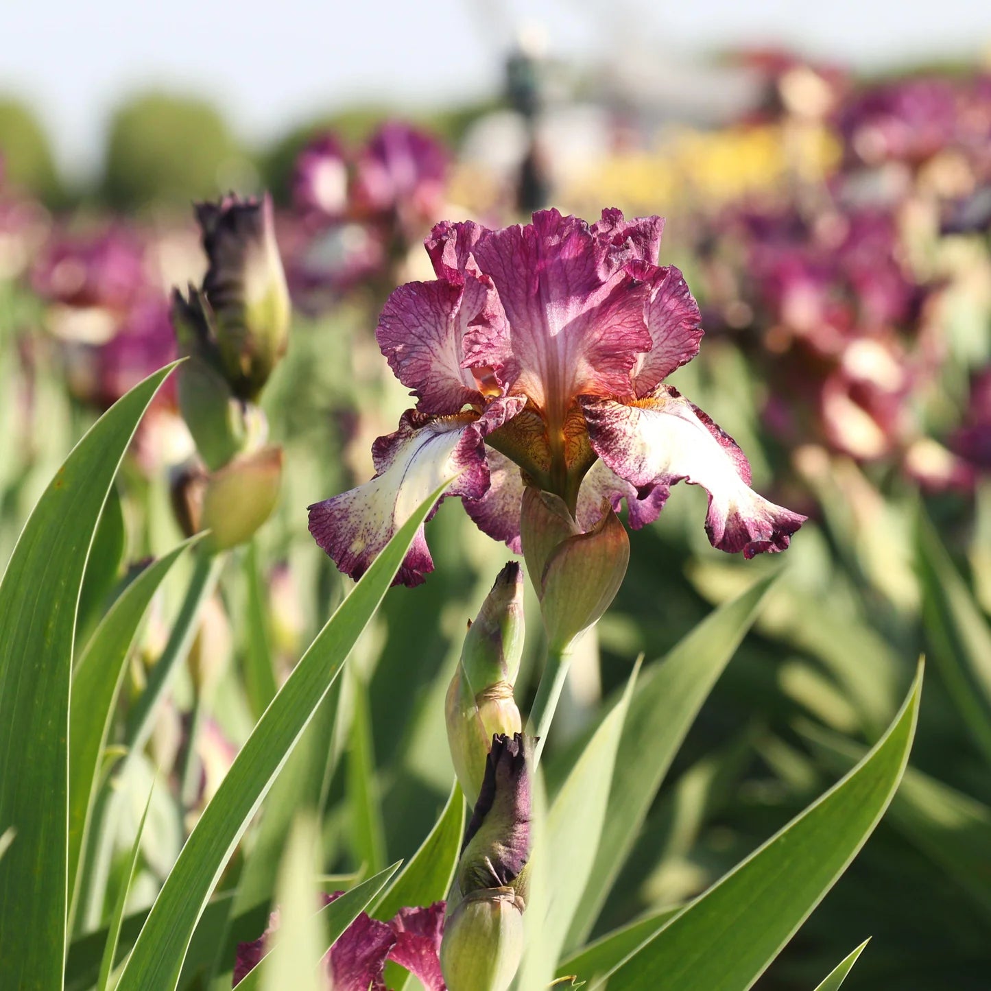 Re-Blooming Bearded Iris - Innocent Star