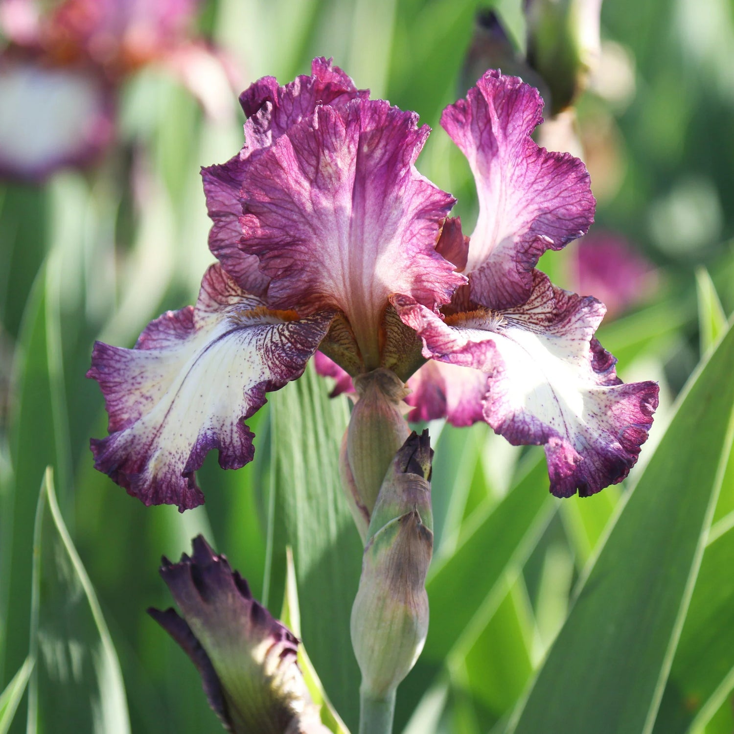 Re-Blooming Bearded Iris - Innocent Star