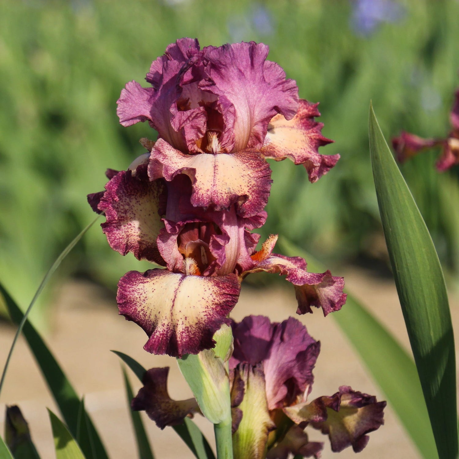 Re-Blooming Bearded Iris - Rock Star