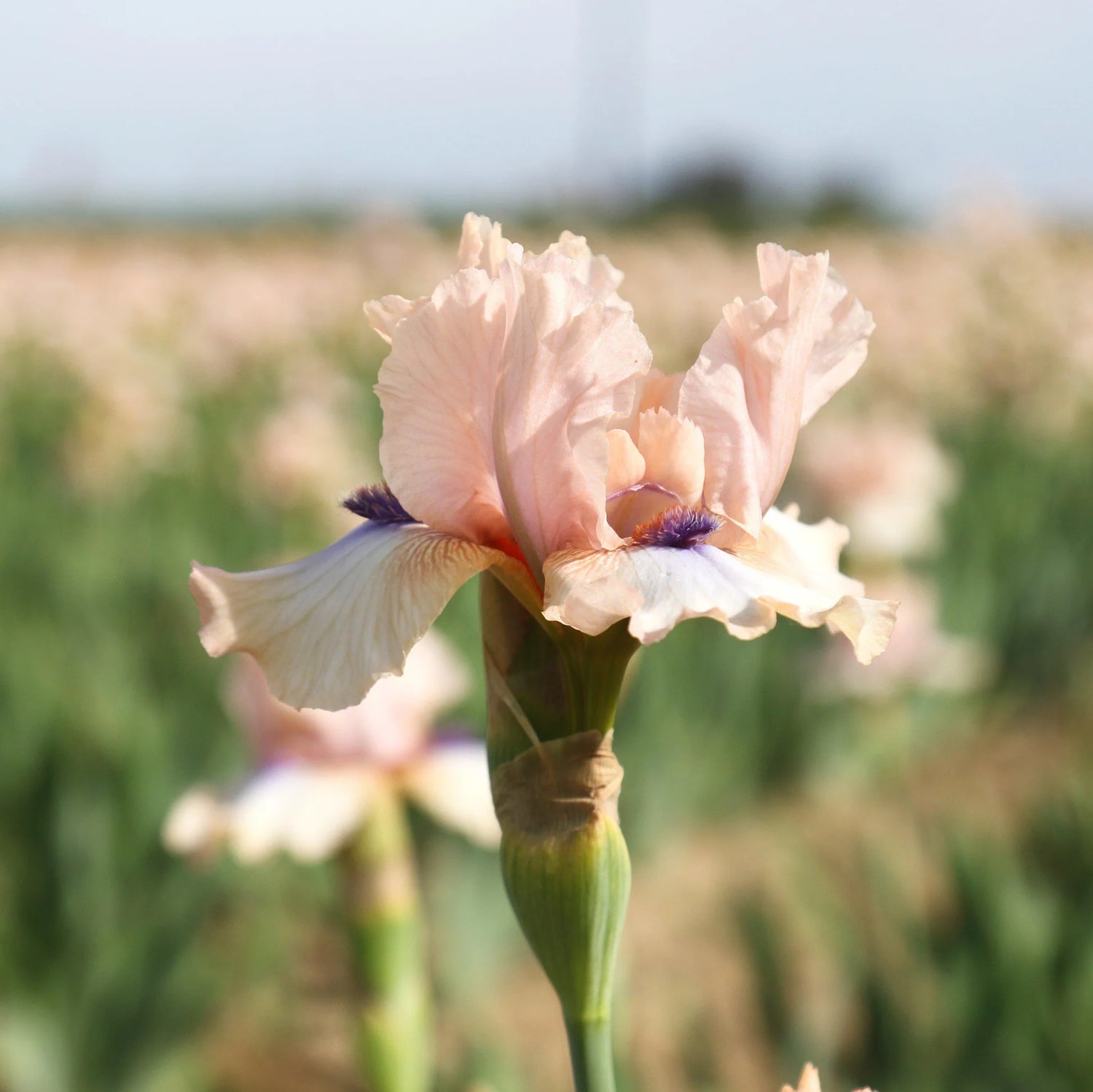 Re-Blooming Bearded Iris - Concertina