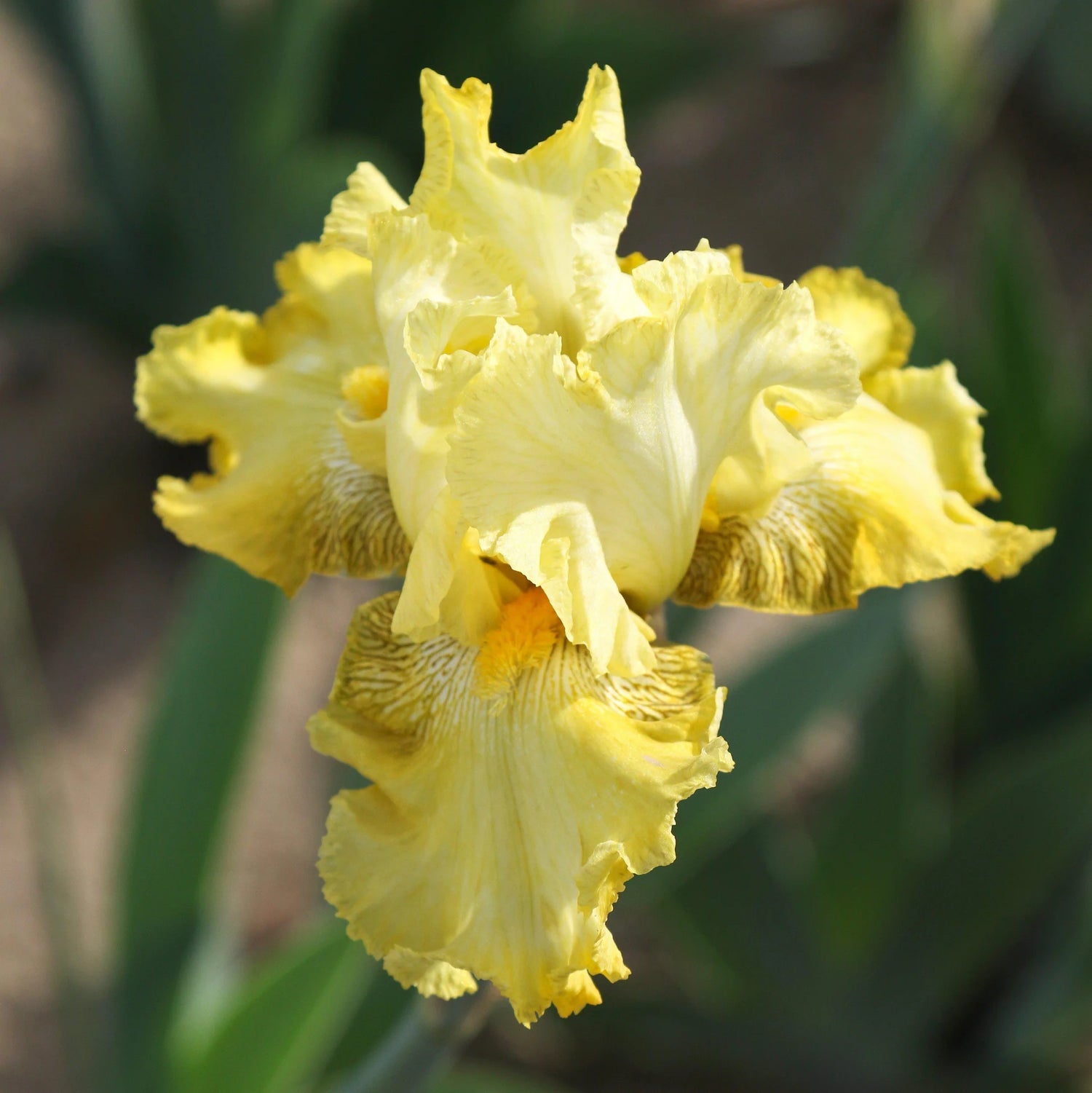 Re-Blooming Bearded Iris - Harvest of Memories