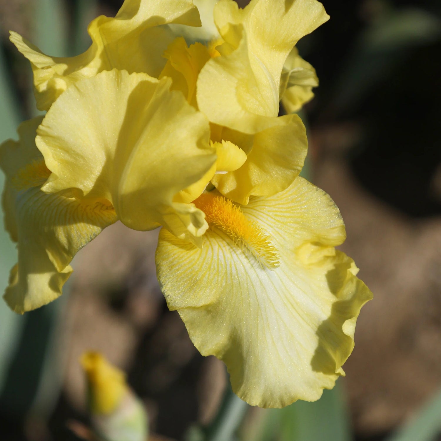 Re-Blooming Bearded Iris - Harvest of Memories