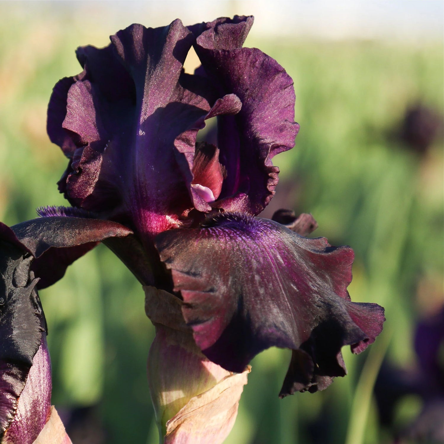 Re-Blooming Bearded Iris - Superstition