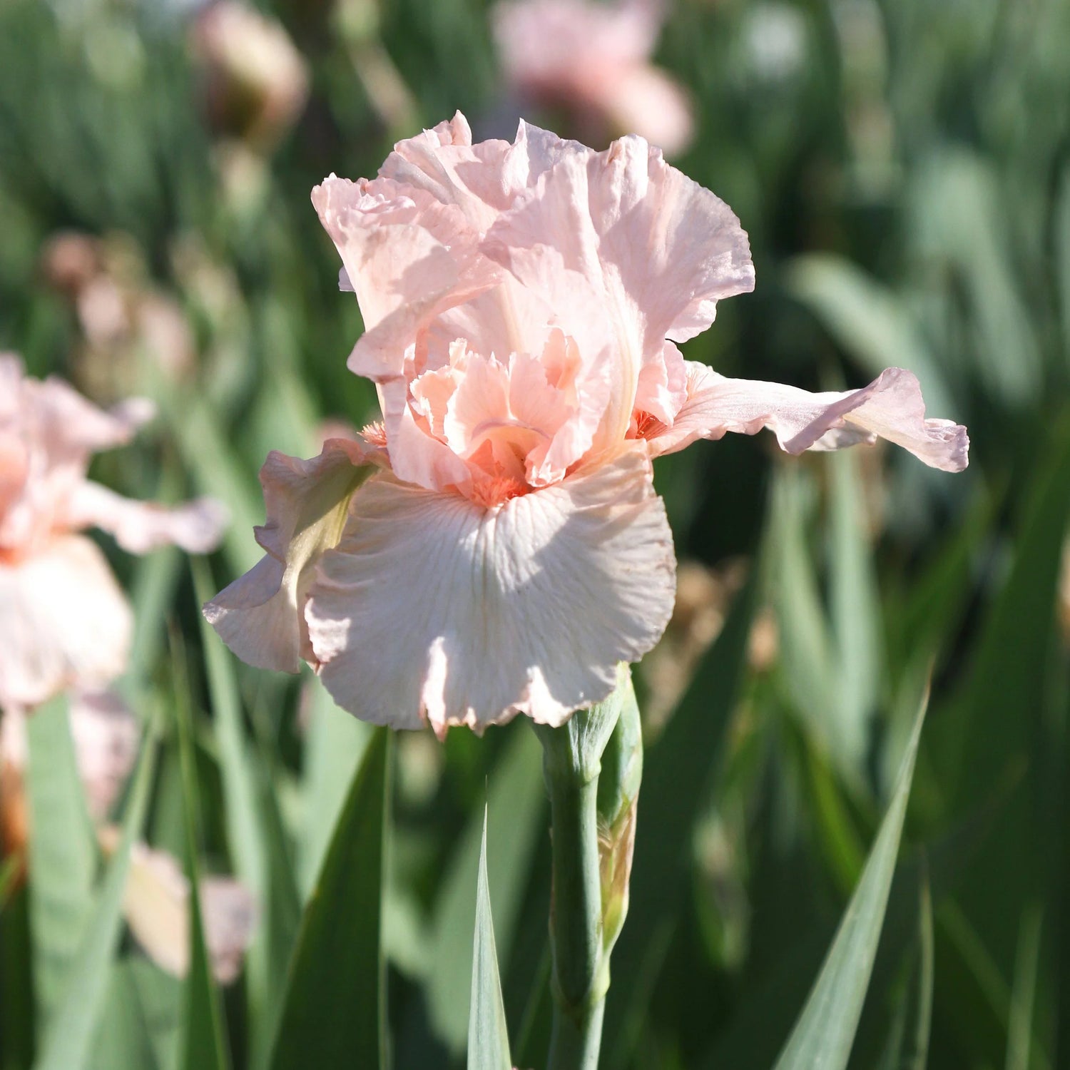 Bearded Iris - Pink Mix