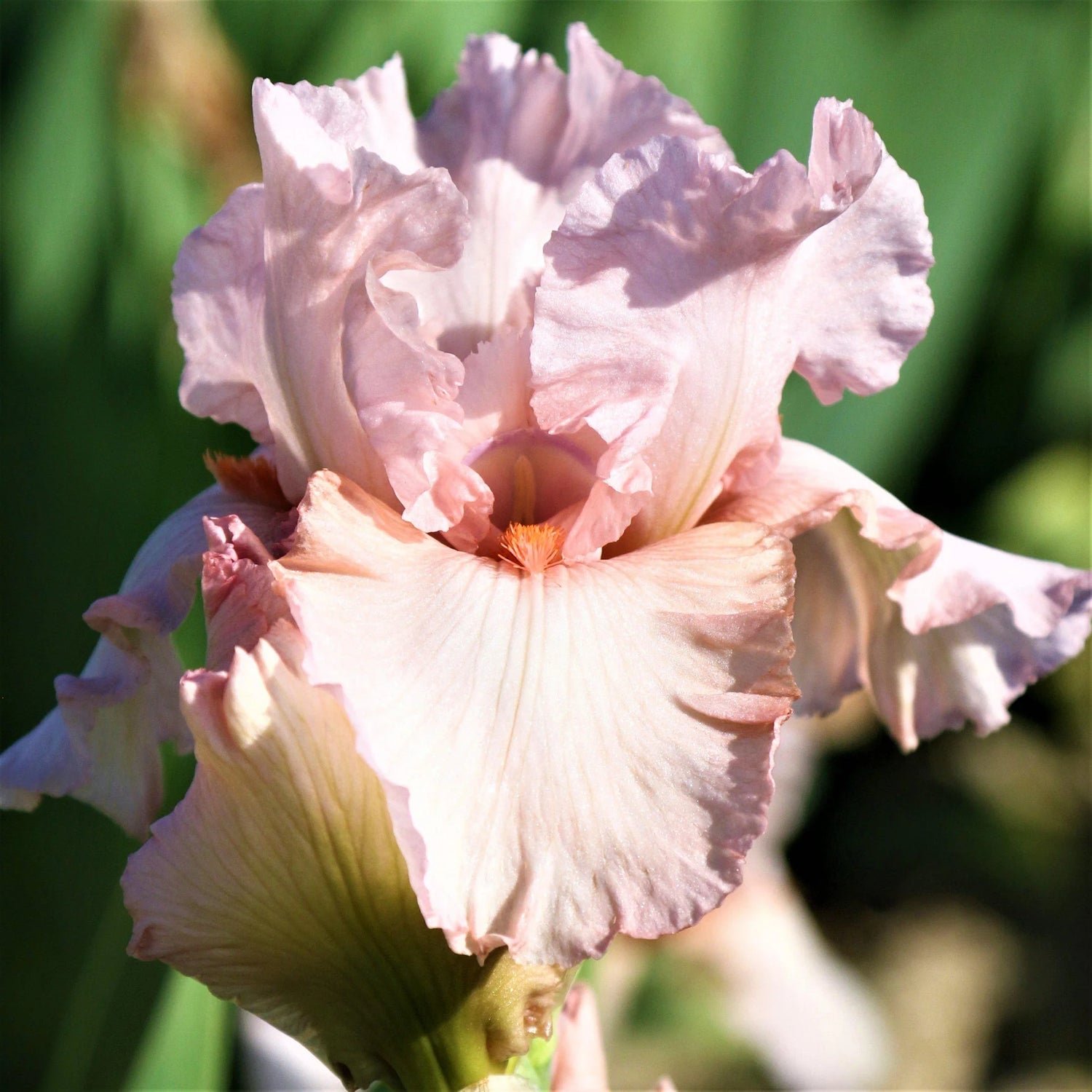 Re-Blooming Bearded Iris - Pink Attraction