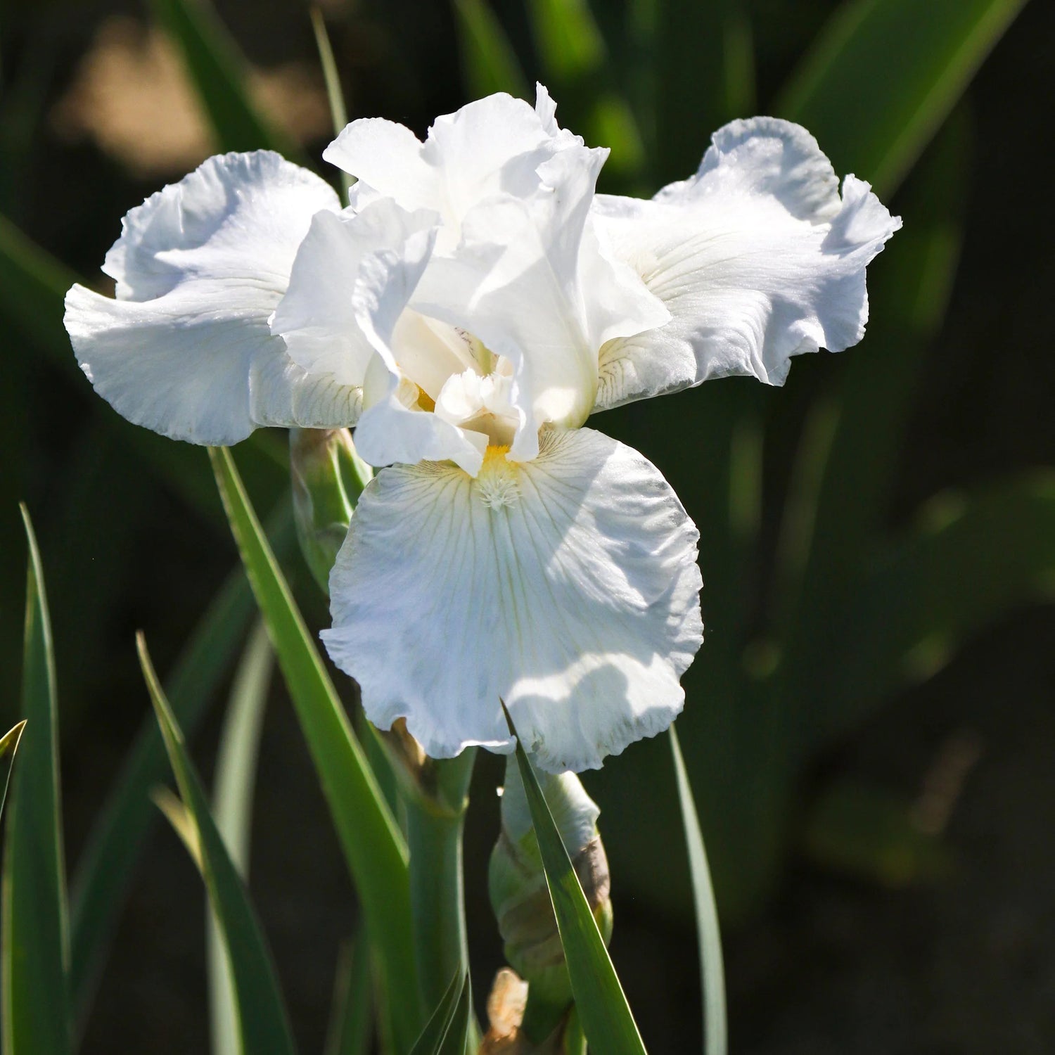 Re-Blooming Bearded Iris - Immortality