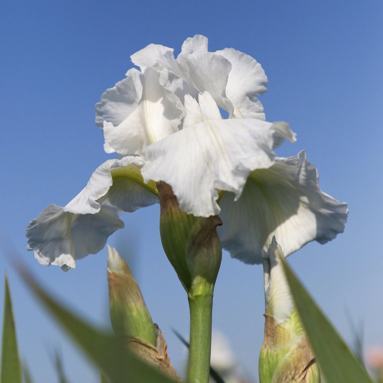 Re-Blooming Bearded Iris - Immortality